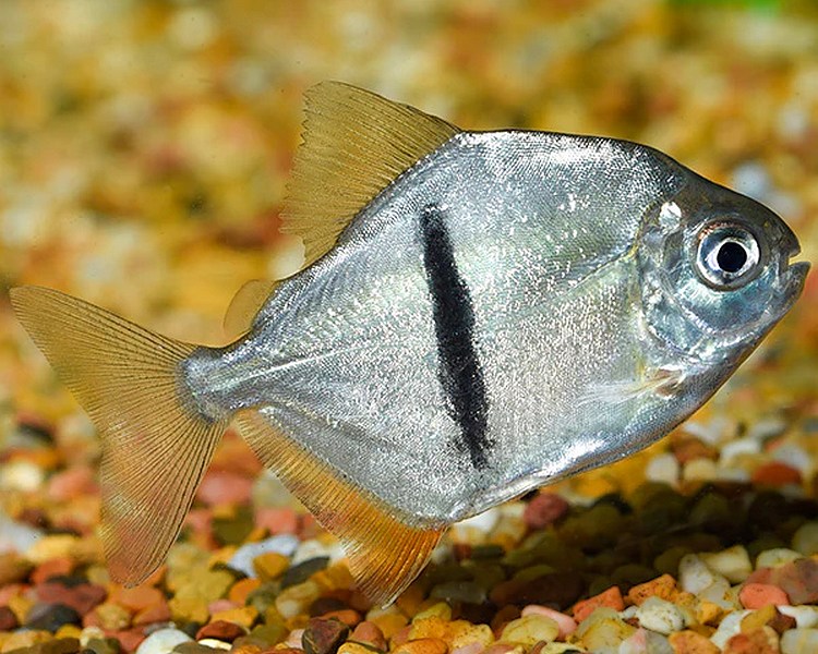 Black Barred Silver Dollar ~ 4cm - 5cm